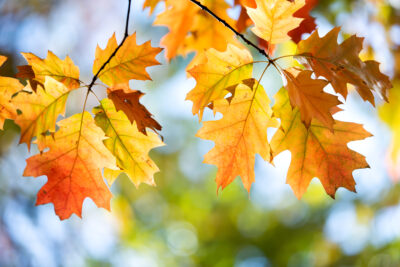 Where to See the Best Fall Colors Near Huntsville and Lake Guntersville